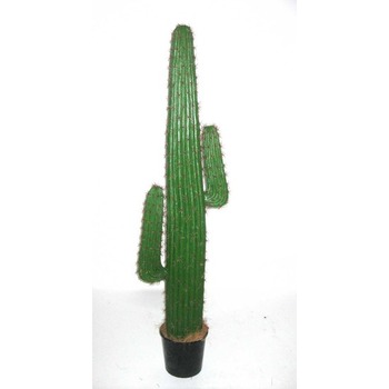 Green Mexican Cactus 