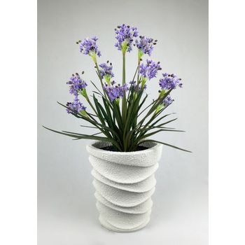 Agapanthus in Designer Collection