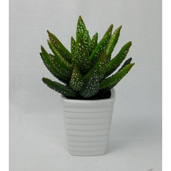 Speckled Aloe-Vera Loose, pot not supplied