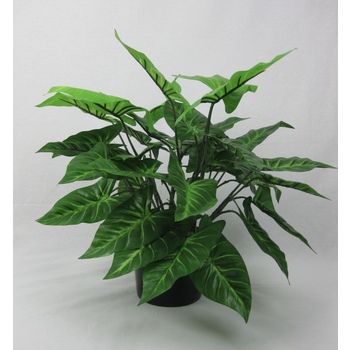 UV Double Syngonium Plant