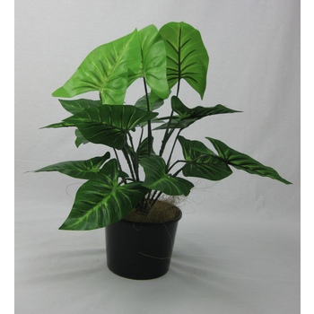 UV Syngonium Plant