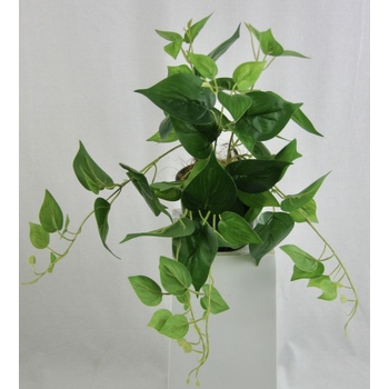 Potted Green Pothos