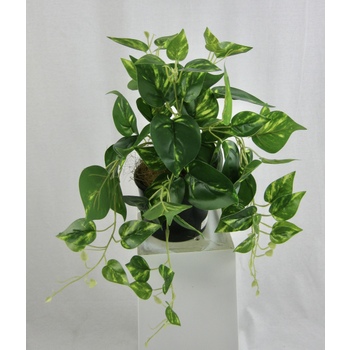 Potted Variegated Pothos