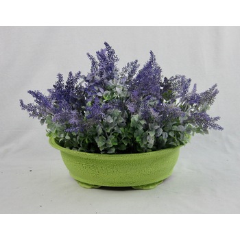 Lavender Bush in container