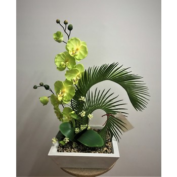 Lime Orchid in FIbreglass Container