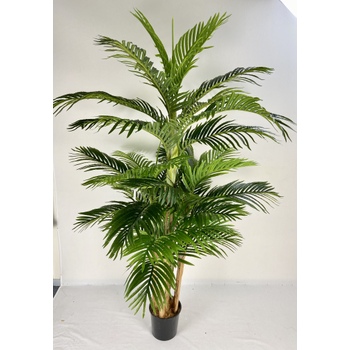 Tropical Areca Palm