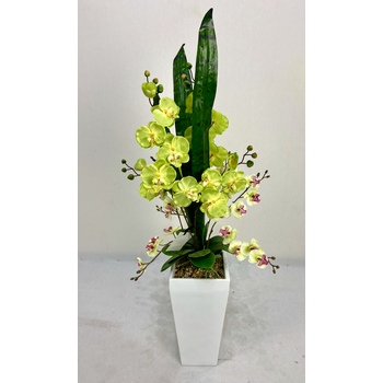 Lime Orchid in FIberglass Container