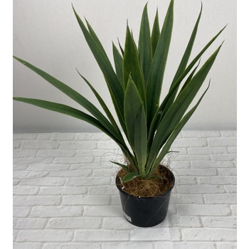 Yucca Head Potted
