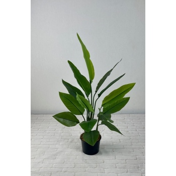 Strezlitzia Plant