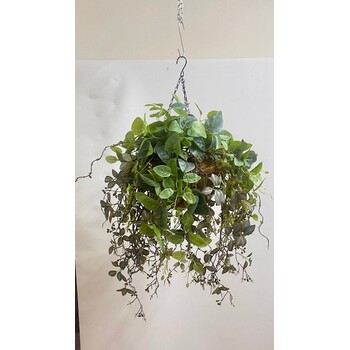 Whimsical Fittonia Hanging Basket
