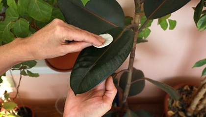 How to Clean Artificial Plants and Trees