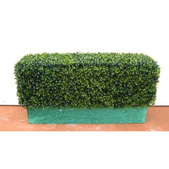 Boxwood hedge