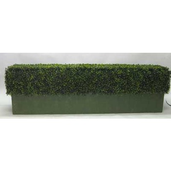 Boxwood hedge