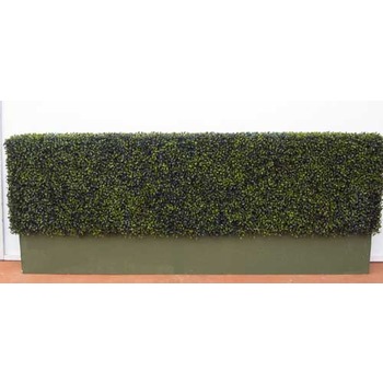 Boxwood hedge