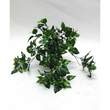 Pothos Trails