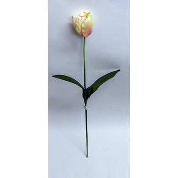 Tulip Stem