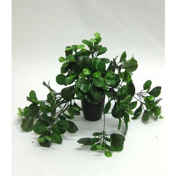 UV Pepperomia trailing Plant