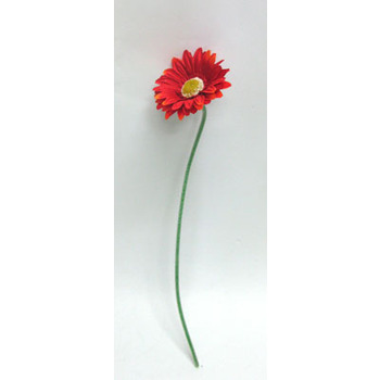 Gerbera