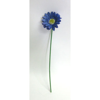 Gerbera