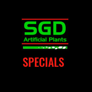 Varigated Ficus-Hire