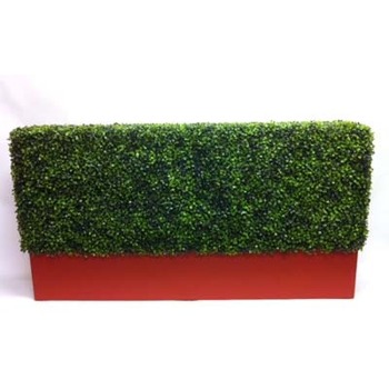 Boxwood hedge in Planterbox