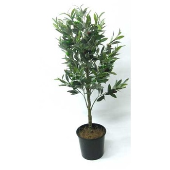 Olive Tree (Kalamata)