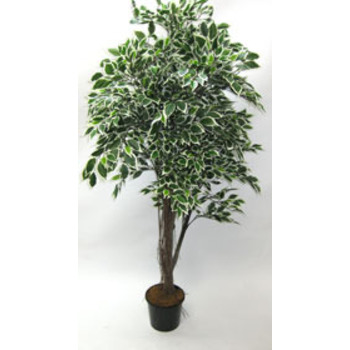 UV Varigated Ficus Tree