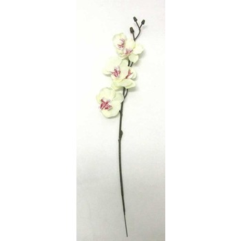 Bulk Buy Orchid