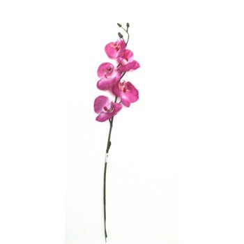 Cerise Orchid