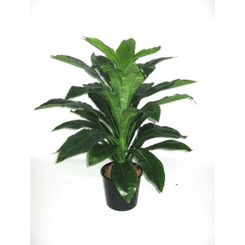 Tropical Dracaena