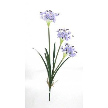 Lavender Agapanthus