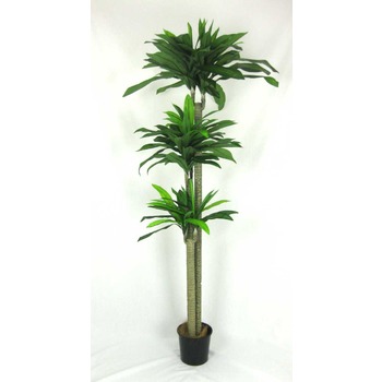 Brazilian Dracaena UV