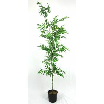 Budget Bamboo
