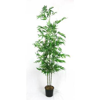 Budget Bamboo Plant