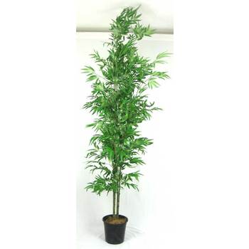 Budget Bamboo Plant