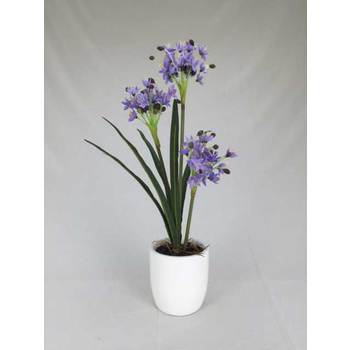 Lavender Agapanthus in Container