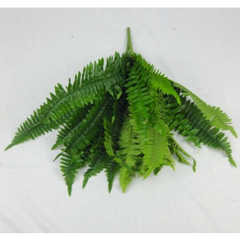 Boston Fern Flat Pac