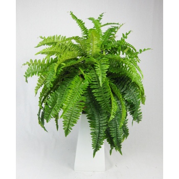 Boston Fern Hanging Basket