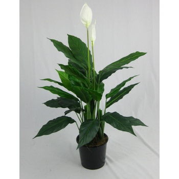 Spathiphyllum Plant