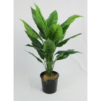 Strelitzia Plant 90cm