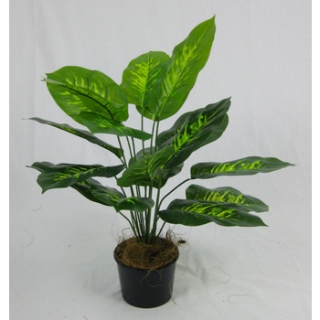 Dieffenbachia Plant in pot