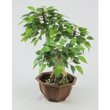 Mini Ficus Bonsai Promo