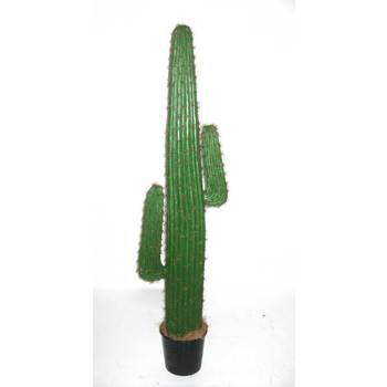 Mexican Cactus