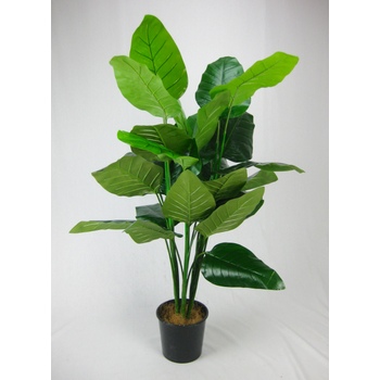 Strelitzia Plant