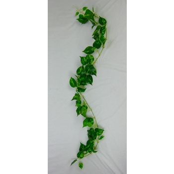 Pothos Vine