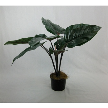 Philodendron Plant