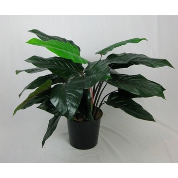 Philodendron Plant