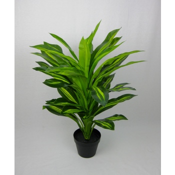 Varigated Dracaena