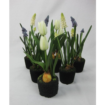 Bulk Buy Spring Bulb Promo x 6 AMAZING $15.00