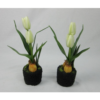 Set of 2 White Tulip Bulbs